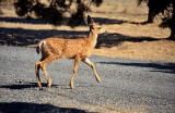 Bambi