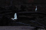 Egrets At Fern Ridge Wildlife Area