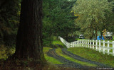 Fence and Driveway