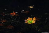 Fall Leaves In Water