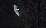 Great Egret in The Trees