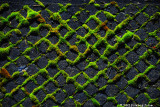Moss On Sidewalk Squares!