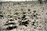 Trees On Hillside