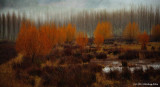 Colorful Trees in Mohawk Valley