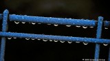 Rain Drops