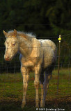 Cute Cream Colored Colt