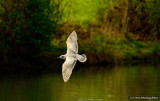 Gull On The Wing!