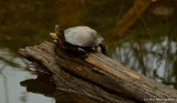 Pond Turtle At Delta Ponds