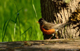 Pretty Little Robin