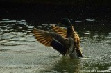 D3-050512-008.jpg