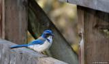 Scrub Jay