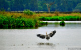 Heron Landing!