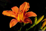 For Daylily Lovers