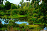 The Lush Beauty of Delta Ponds