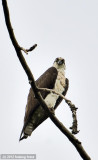 Osprey On Guard