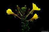 Evening Primrose