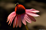 The Pollinator