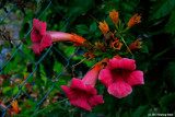 On The Fence - Trumpet Vine