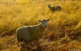 In Golden Field