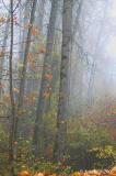 Foggy scene at Delta Ponds