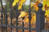 Fence and leaves