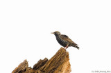 European Starling