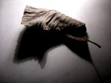 Barren leaf...<br>1 November 2005 (46)