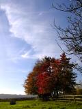 Falling colours
