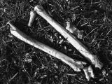 Dem bones...