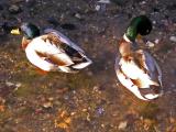 Posh and Beaks II