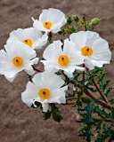 12-04 Prickly Poppy.jpg