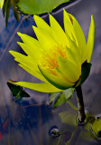 12-07 Water lily 3.jpg