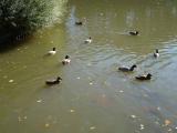 DSC00414.jpg