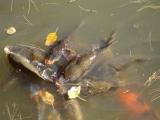 Koi fish fighting over bread