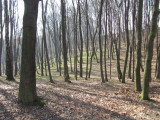 witnesses say these hills were treeless during the war