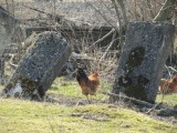 a bucolic setting, overlooking a site of horrible history, until recently undocumented