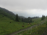 cows everywhere in the meadow grasses