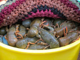 crayfish resting under a rug