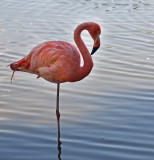 Standing Flamingo