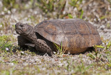 Gopher Tortoise