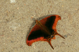 Daggerwing