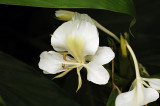 White Orchid