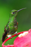 Buff-tailed Coronet Sticking Tongue Out