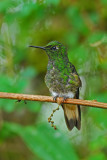 Buff-tailed Coronet 4