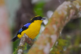 Blue-winged Mountain Tanager 2