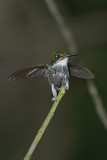 Booted Racquettail Female