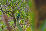 Crested Quetzal Male