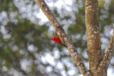Crimson-mantled Woodpecker 2