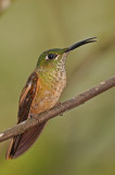 Fawn-breasted Brilliant 3