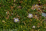 Ice plant